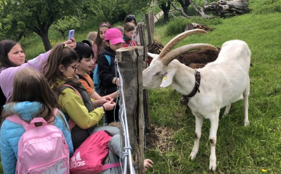 Ausflug der Schönbuchschule ins Freilichtmuseum Beuren